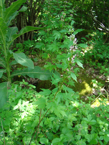 Photo By: Kimberly J. Smith. Photo taken: Onondaga County, NY on 30 June 2010